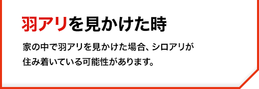 家の中で羽アリを見かけた場合、シロアリが住み着いている可能性があります。