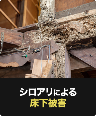 害虫の発生